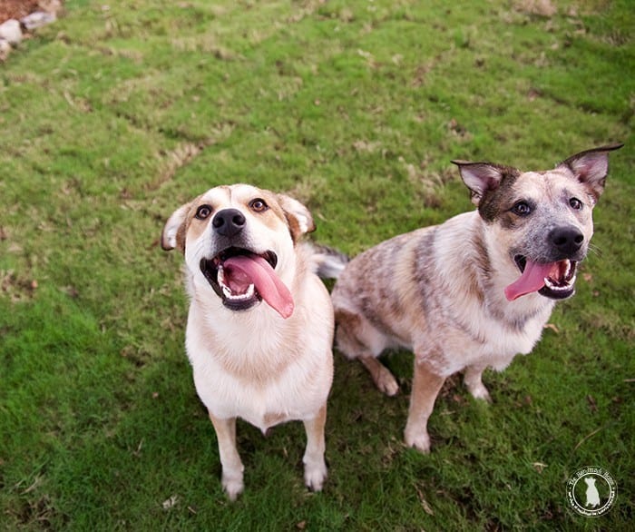 rigby_and_fitz