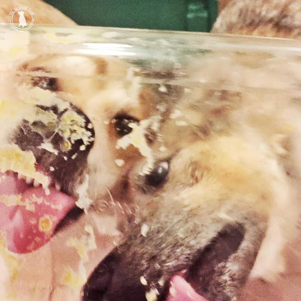 dogs_dishwashing
