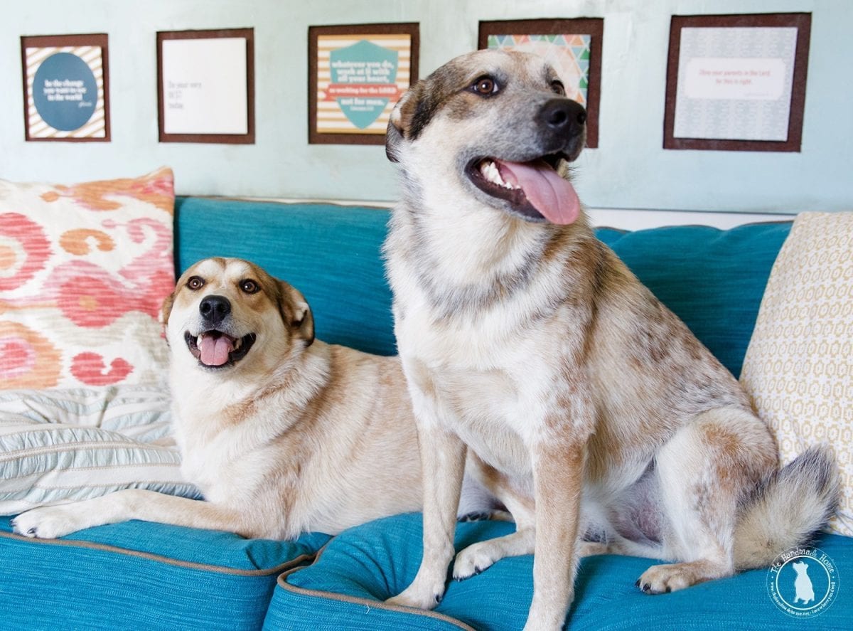 greenie_pill_pockets_treats