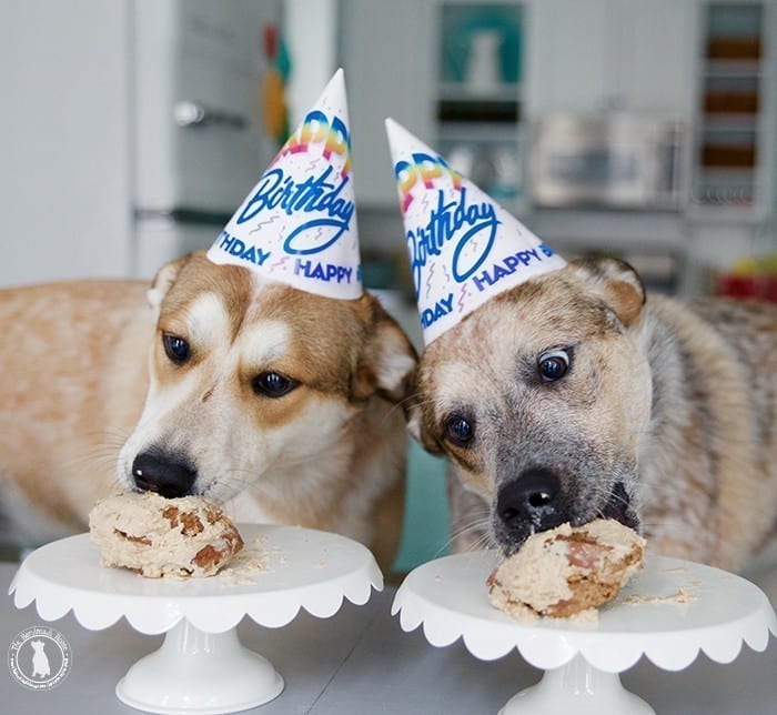 rigby_and_fitz_birthday
