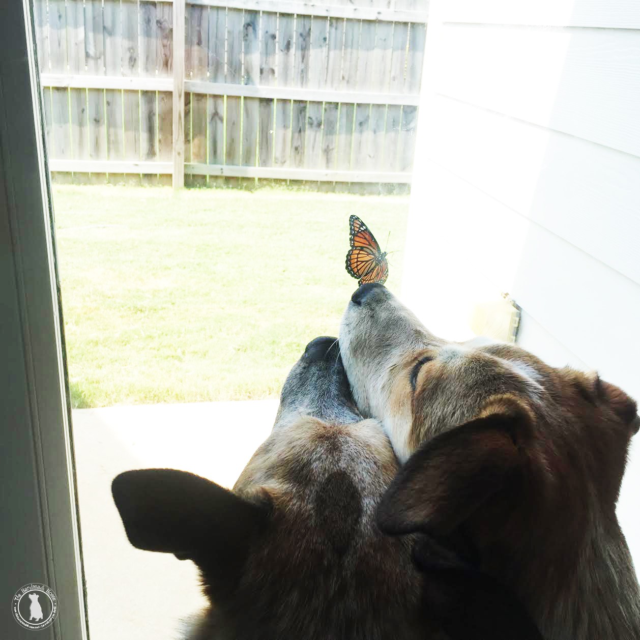 sniffing_the _butterflies