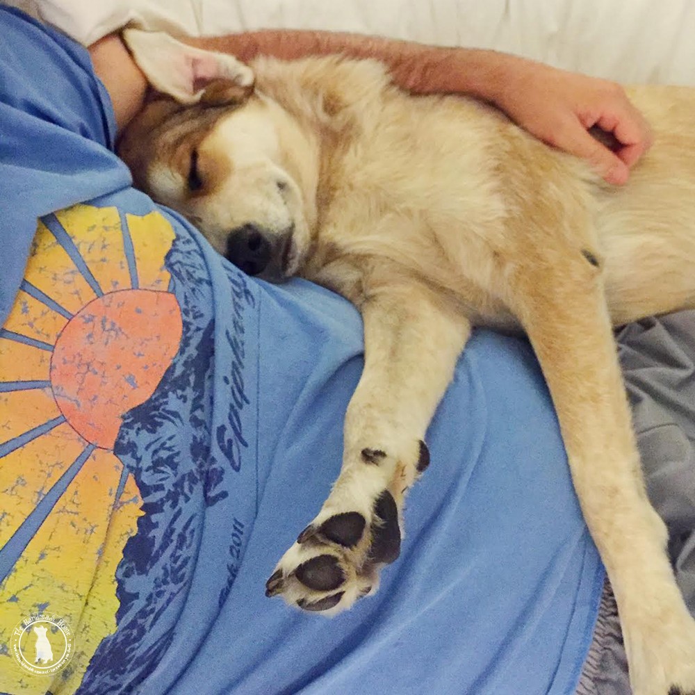 snuggles