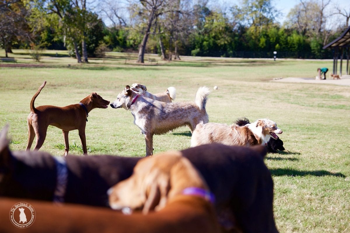 dog_park