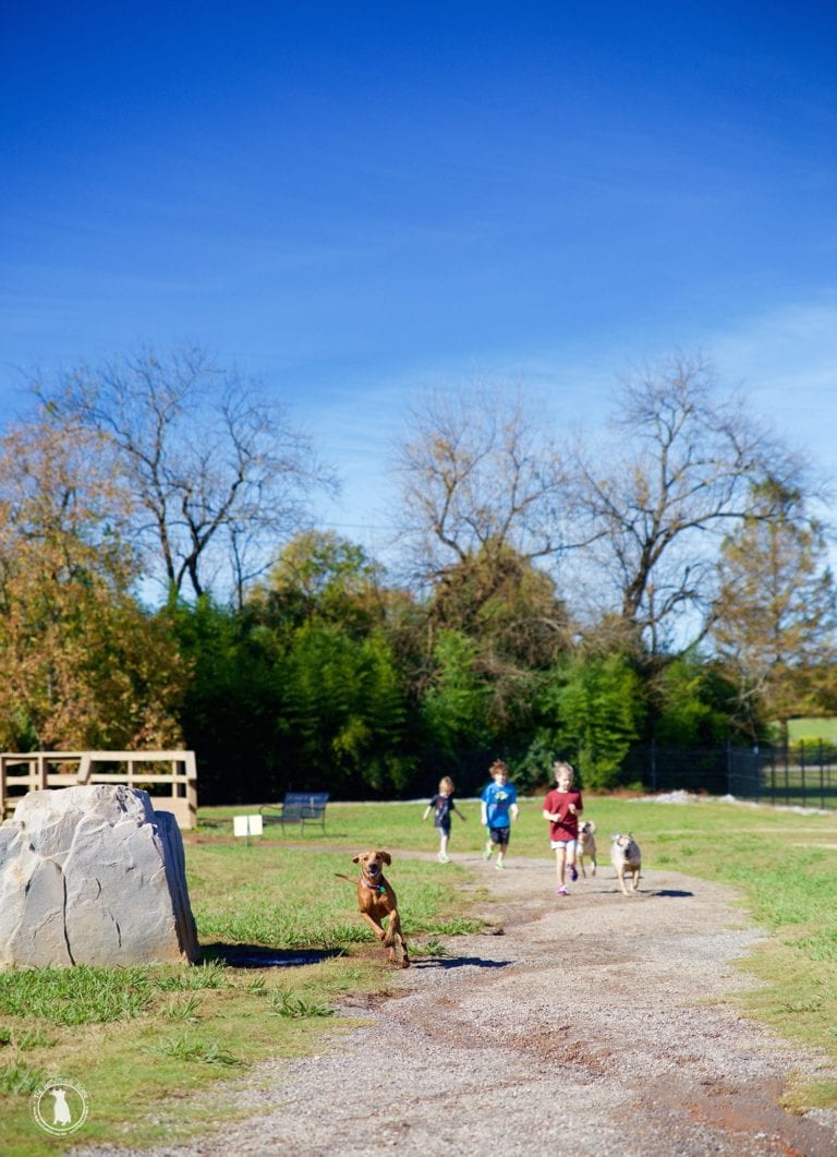 socializing the humans {and good things with mars pet care}