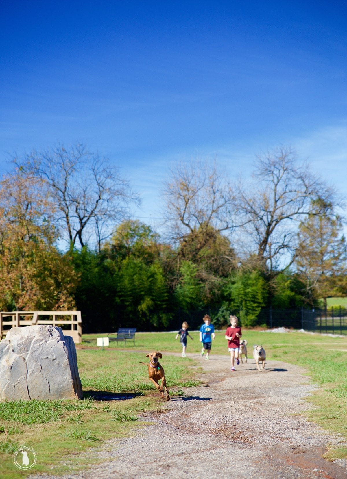fun_in_the_dog_park