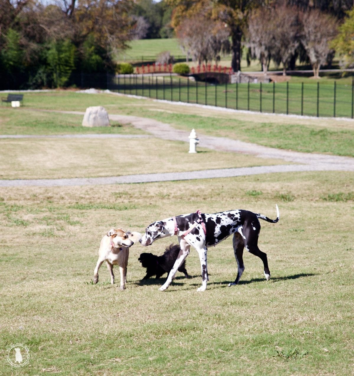 puppies_playing