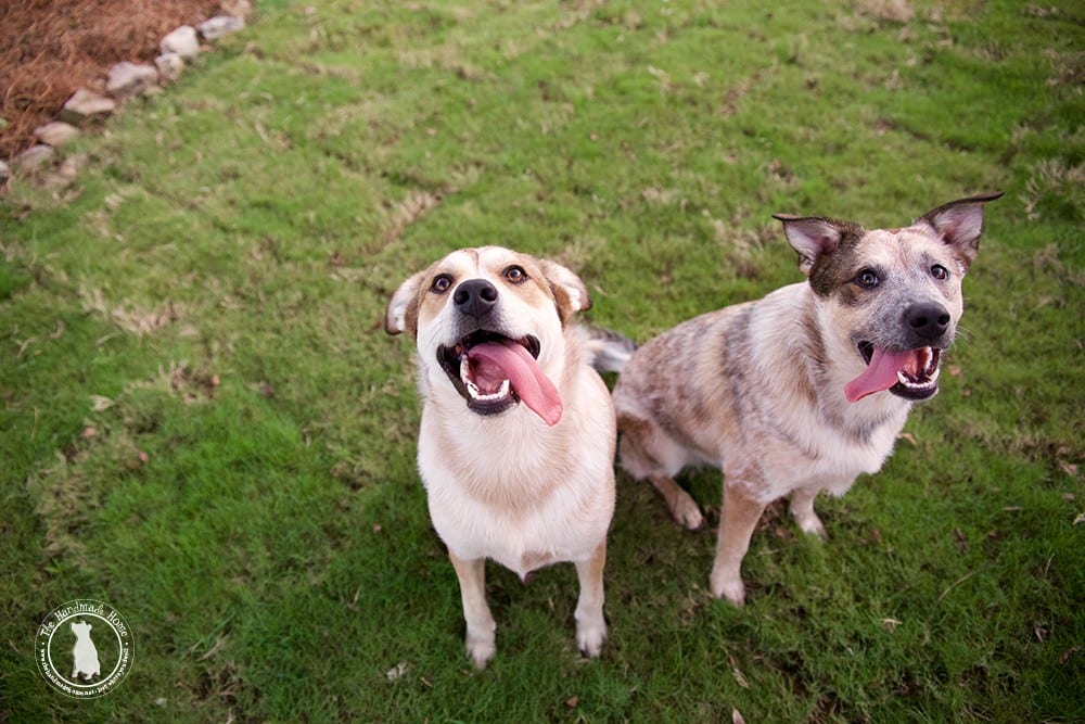 red_heeler_great_pyrenees_mix