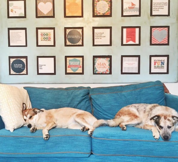 white_pyreneese+red_heeler_mix