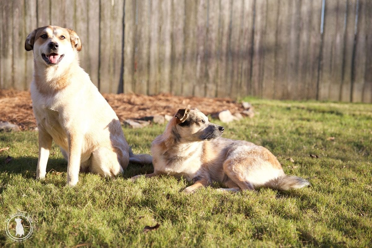 dog_posing