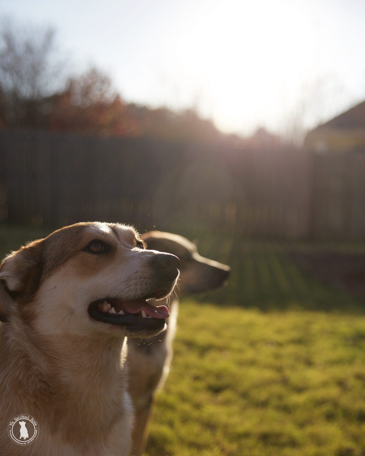pyreheelers