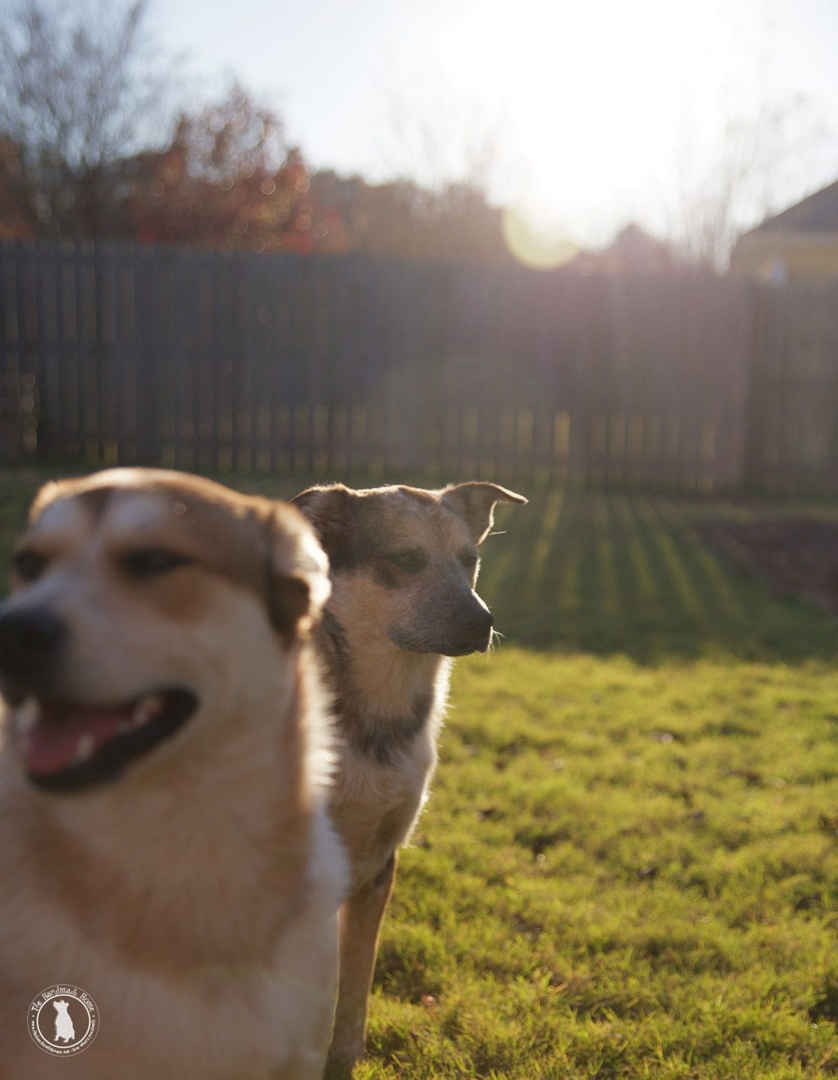 rigby_and_fitz