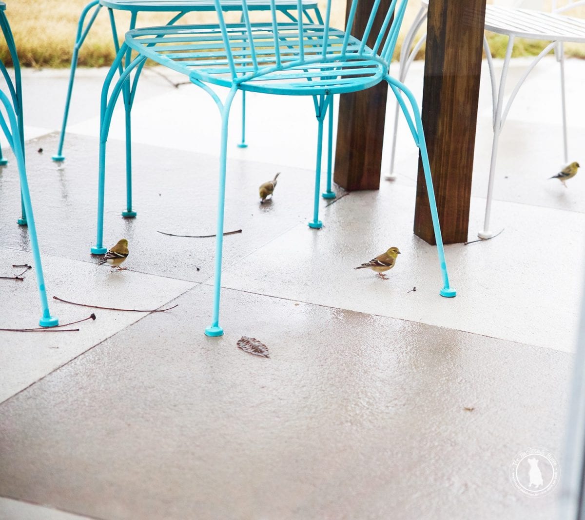 birds