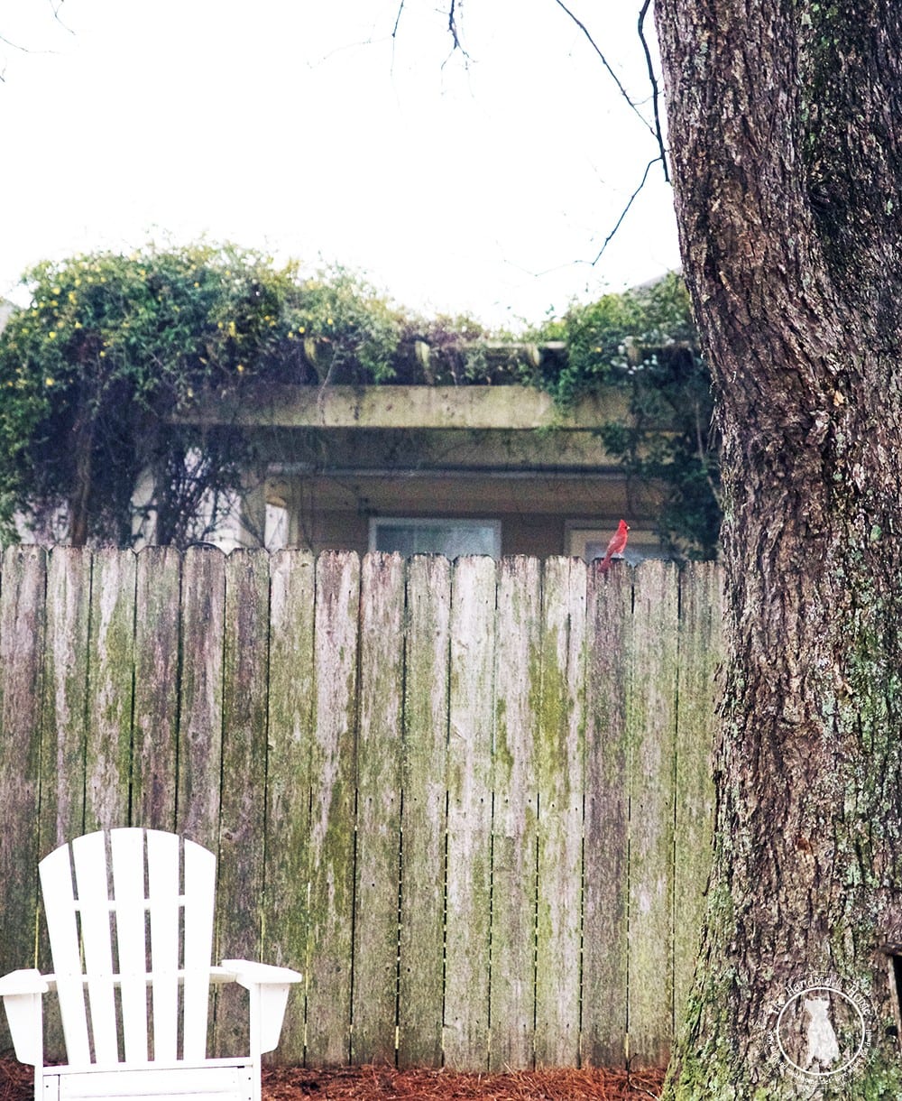 cardinal