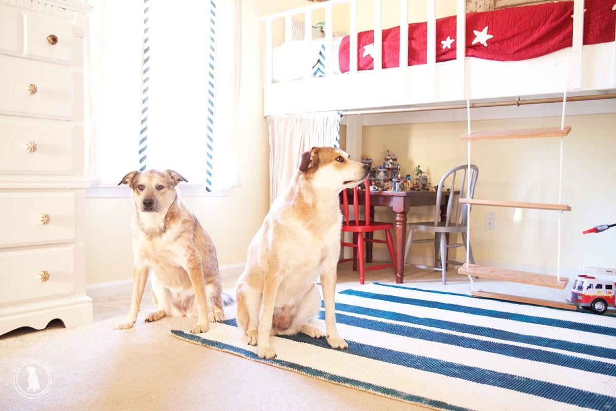 rescue_pups
