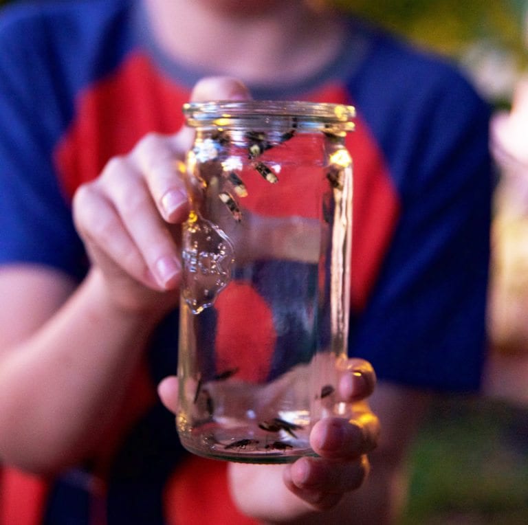 chasing fireflies