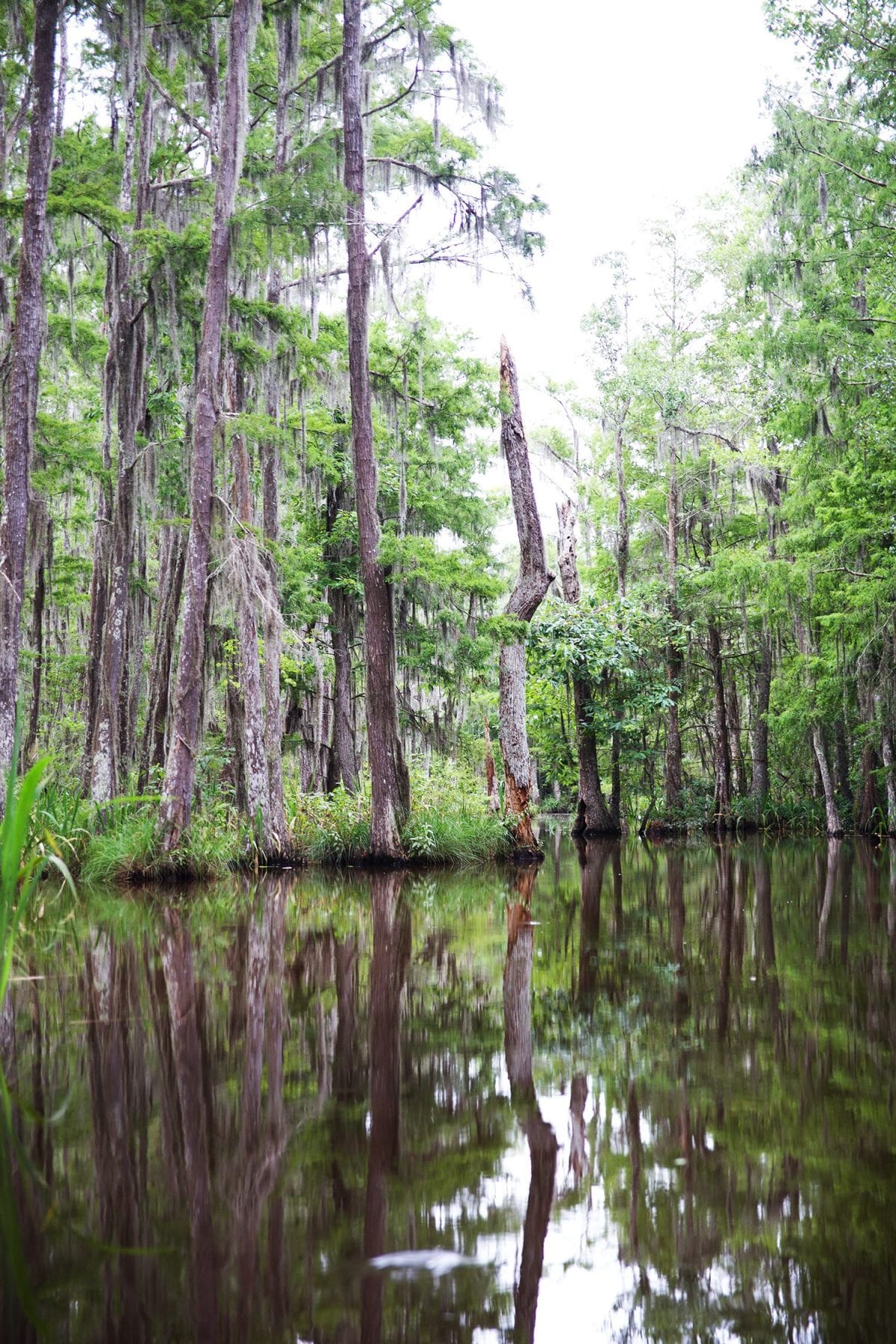 Things to do in New Orleans - swamps
