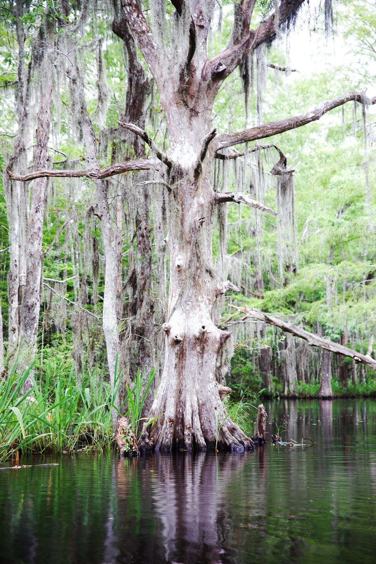 Things to do in New Orleans - swamp