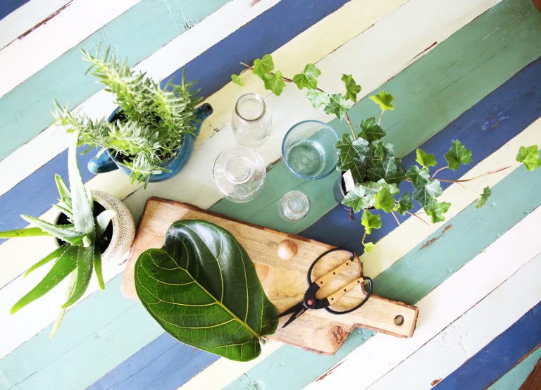 propagating plants {simple indoor water garden}