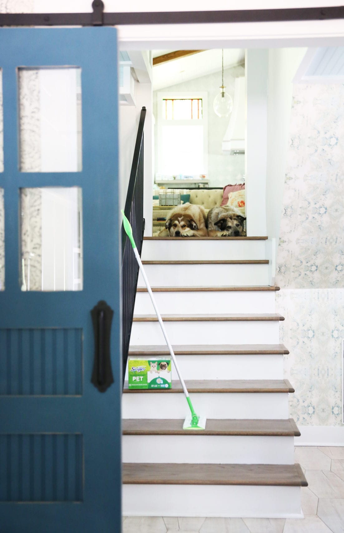 how to keep your house clean with pets