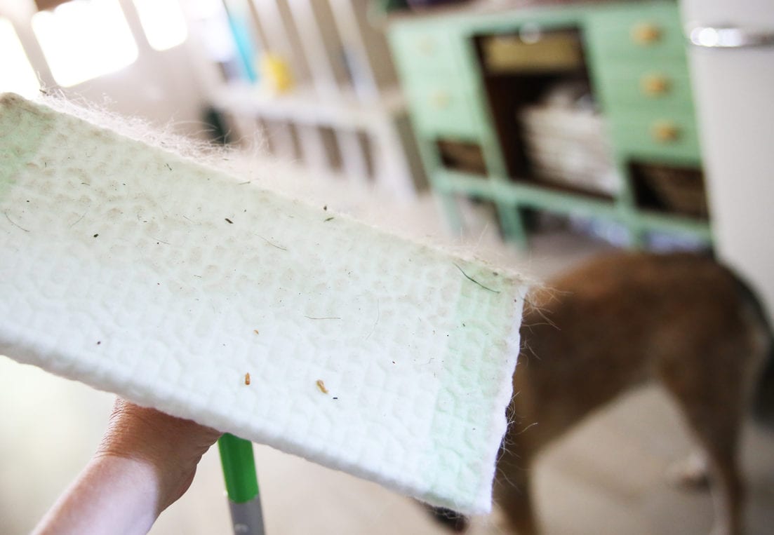 cleaning with pets