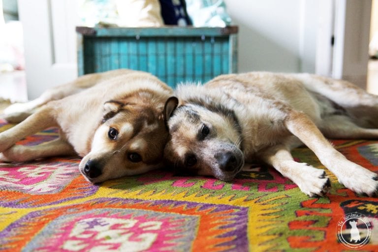 the dog alarm