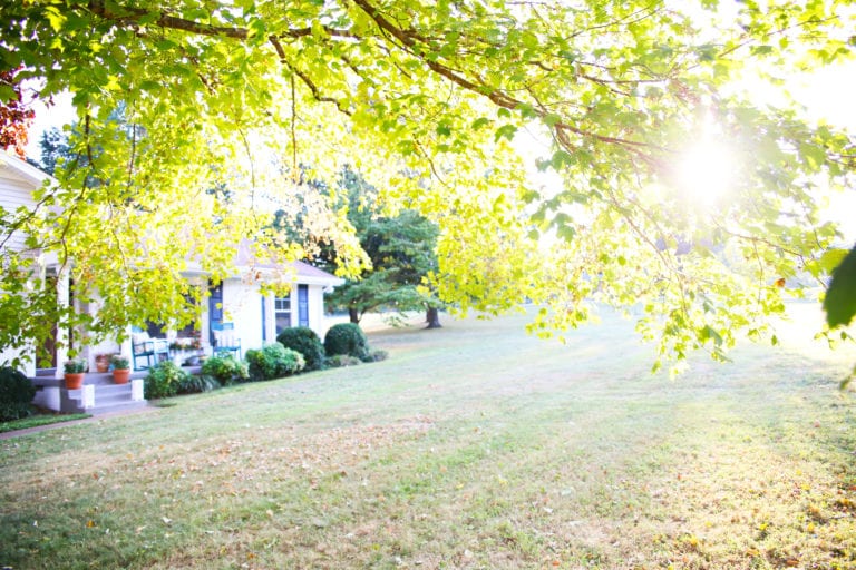 saving our tree, greenworks and earth day