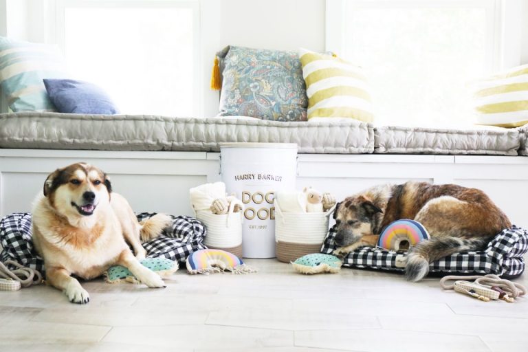 our favorite pet finds with harry barker