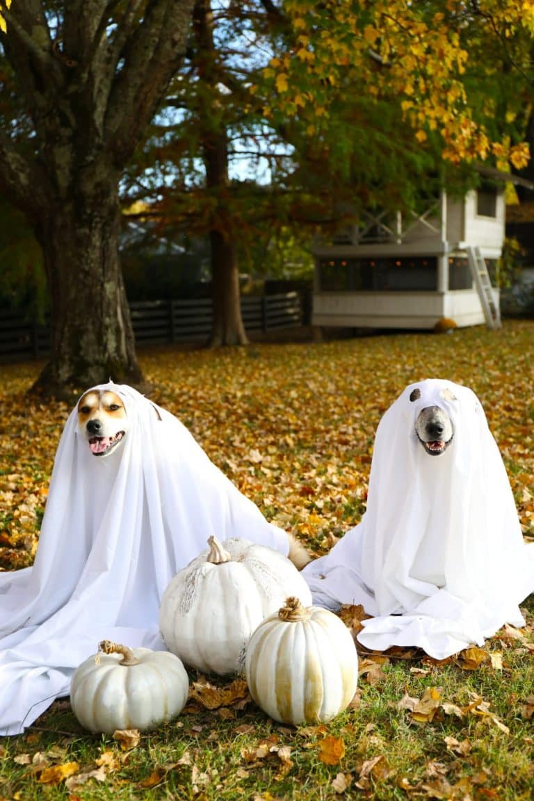 ghost dog