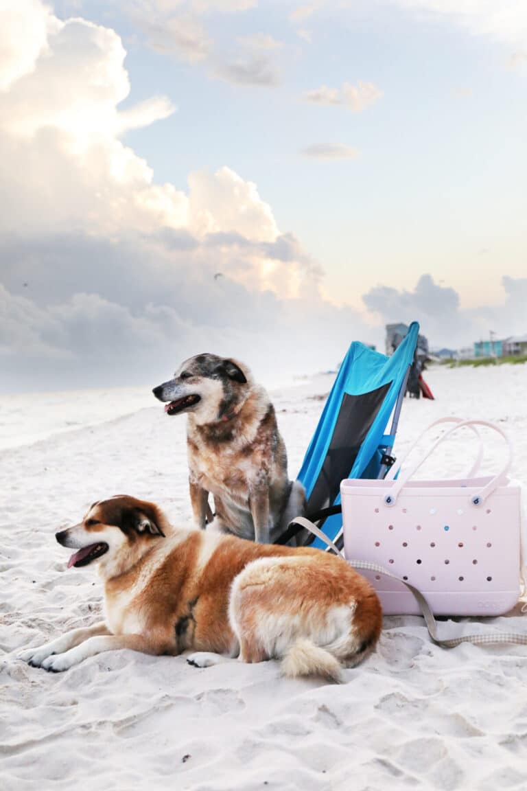 the best beach essentials you’ll love