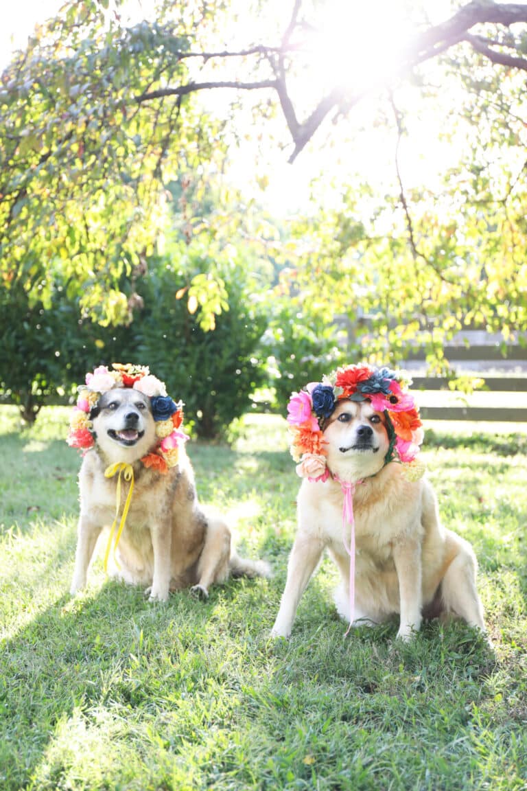 how to make a flower crown for your dog